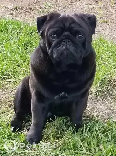 Lost Male Dog, North Denver Avenue West, Tulsa - Black Pug with Microchip - photo