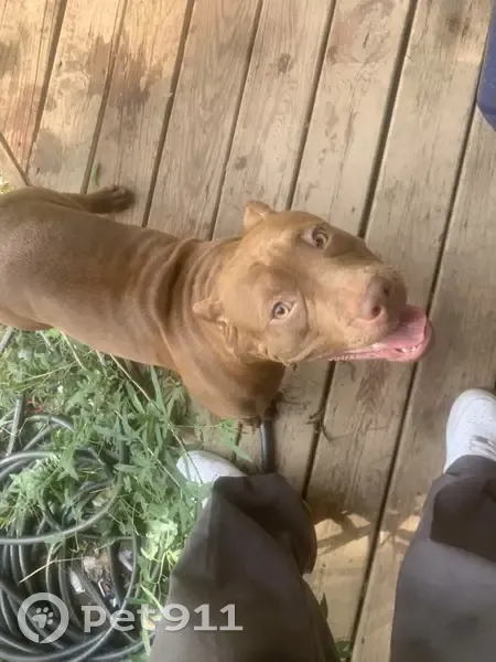 Lost female dog, West Delmar Street, 1908, Broken Arrow - super friendly - photo