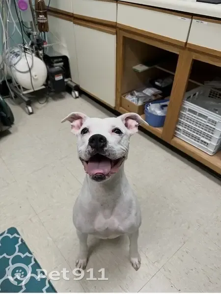 Lost female dog, Easthaven Drive, 4659, Charlotte - deaf with surgery scars - photo