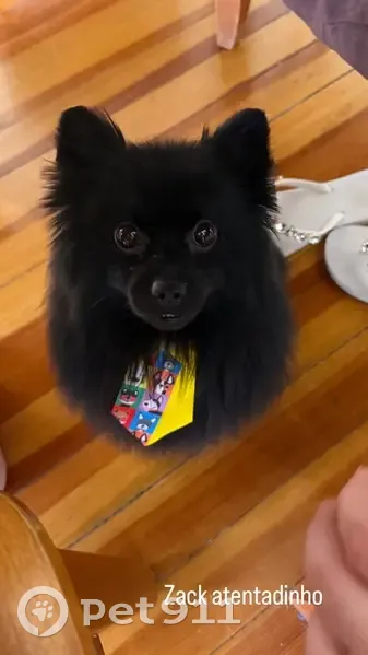 Lost male dog, Cumberland Road, 244, Lowell - black, small, and docile - photo