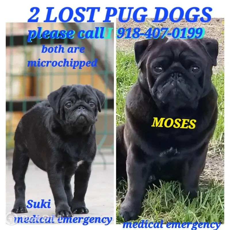 Lost female dog, North Denver Avenue West, Tulsa - energetic black pug - photo