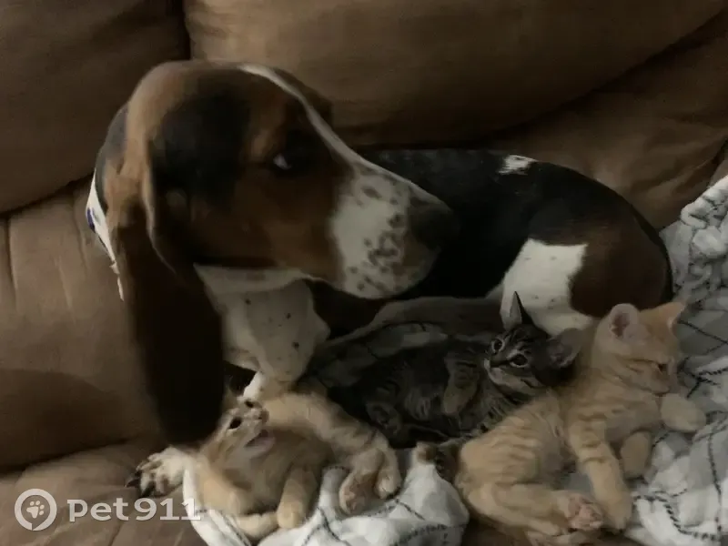 Lost female dog, Marilyn Drive, Pearl - purebred basset hound - photo