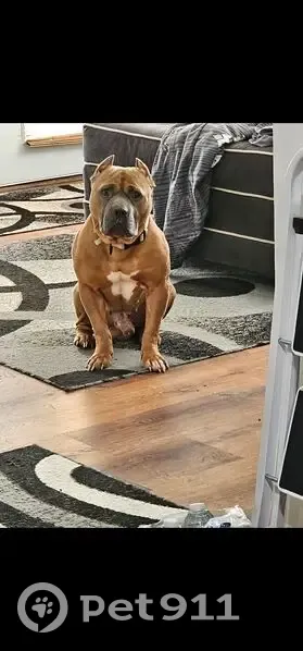 Lost male dog, Indianapolis - tan bully with white chest - photo