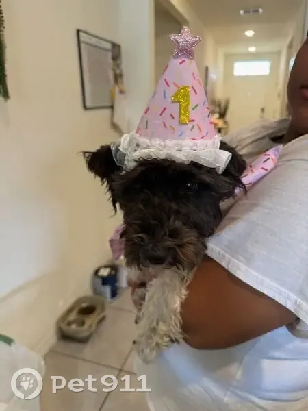 Lost female dog, Ridges Drive, Dundee - black and white with pink collar - photo