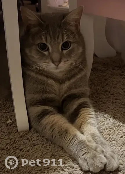 Lost female cat, Elm Street, Cabot - grey with white markings - photo