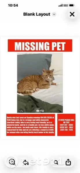 Lost male cat, Gates Avenue, New York - yellow with a white belly - photo