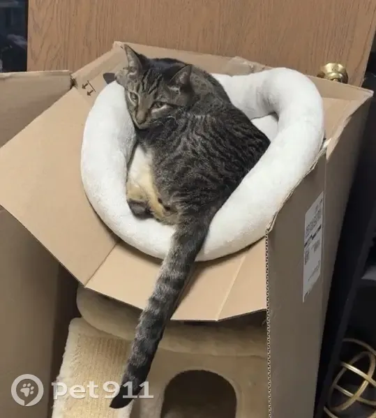 Lost male cat, 6th Avenue South, St. Cloud - dark grey/brown tabby - photo