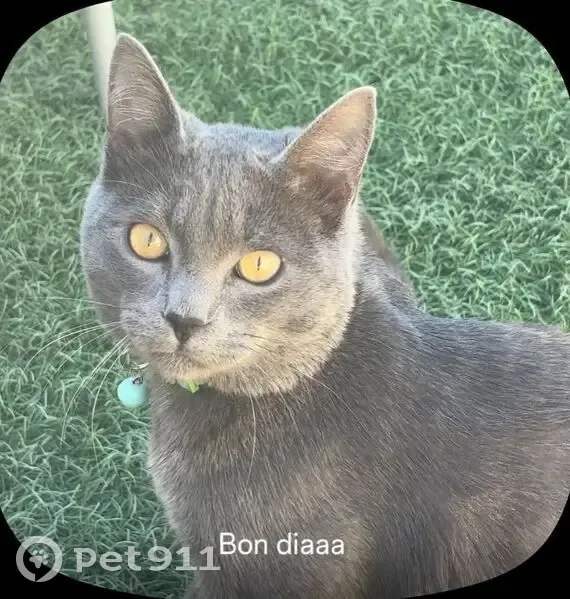 Gato perdido Macho, Sant Vicenc dels Horts (sl495475) - photo