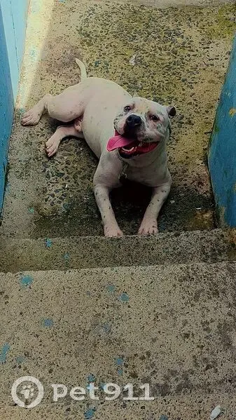 Cachorro perdido Macho (brl002618) - photo