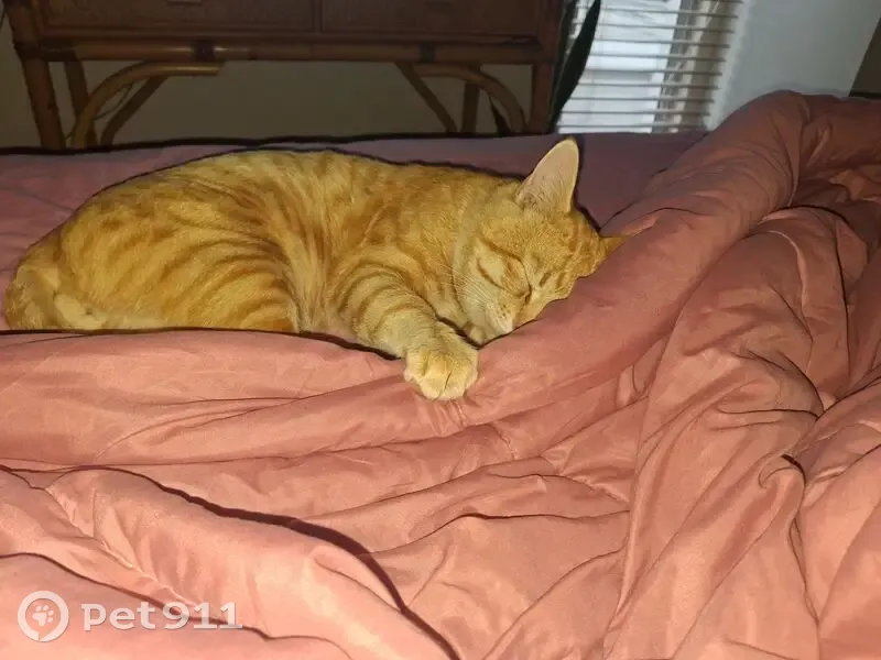 Found female cat, windmill casino, Bloemfontein - stubby tail - photo