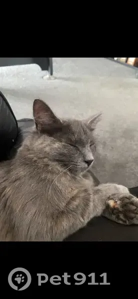 Lost female cat, Dawkins Road, Lewiston - grey semi fluffy coat - photo