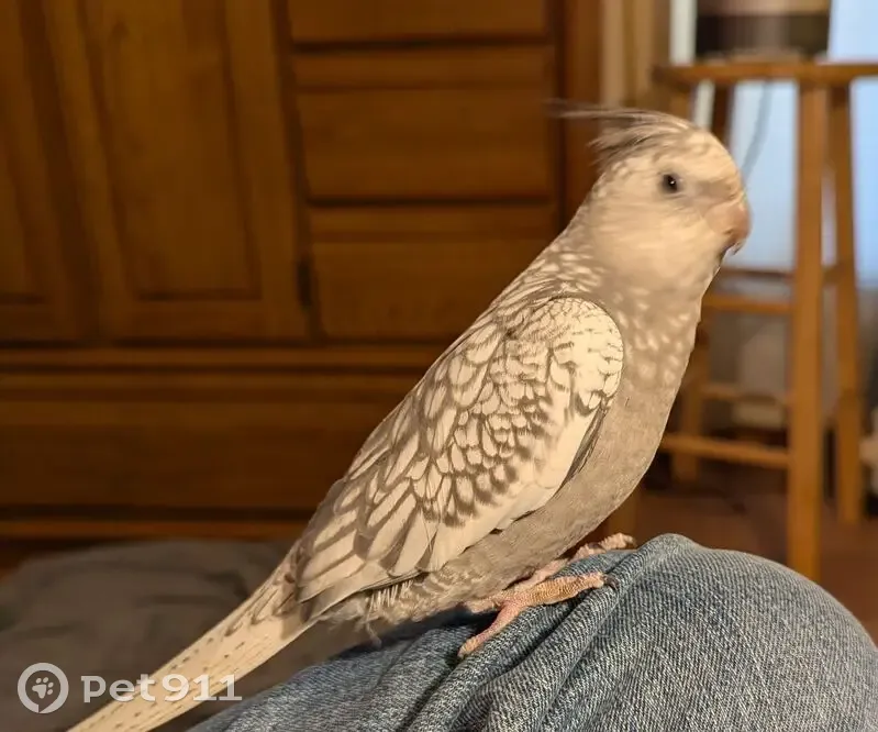 Lost male bird, Asbury Street, Savannah - white face cockatiel - photo