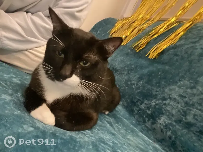 Lost male cat, King Street, 27A, Dandenong - black & white tuxedo - photo