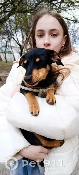 Знайдено собаку, район Кравчука, біля магазину Слона, Луцьк - щеня чорного коричневого кольору - photo