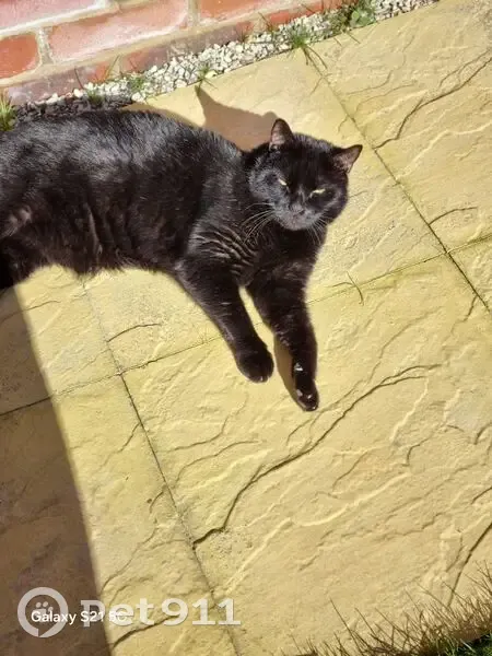 Lost male cat, Cross Road, Deal - black with green eyes - photo