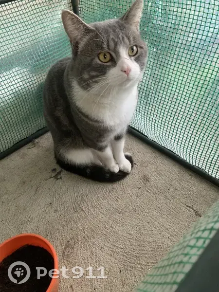 Lost male cat, Muecke Way, Nedlands - photo