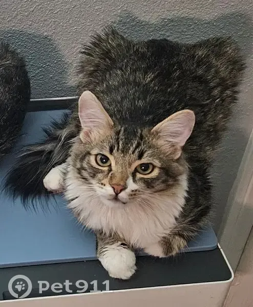 Lost male cat, Hoover Avenue, Las Vegas - petite with white paws - photo