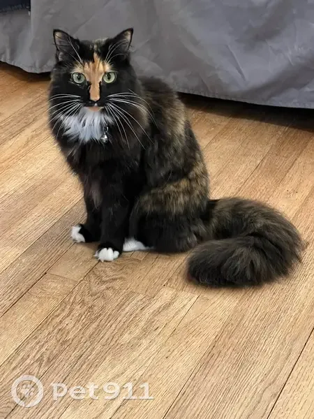 Lost female cat, Bristol, Connecticut - tortoise shell/calico - photo