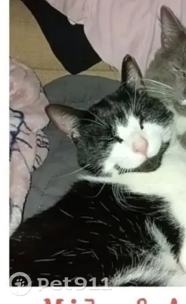 Lost male cat, Tara Court, Little Hampton - black and white shorthair - photo