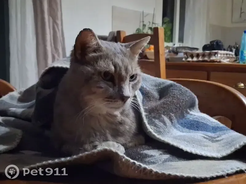 Chat perdu, Rue Arsène d'Arsonval, 23, Perpignan - âgé et sociable - photo