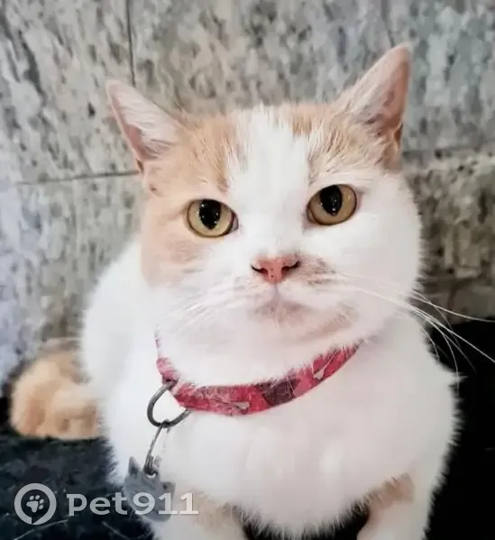 Gato desaparecido Fêmea (brl002620) - photo