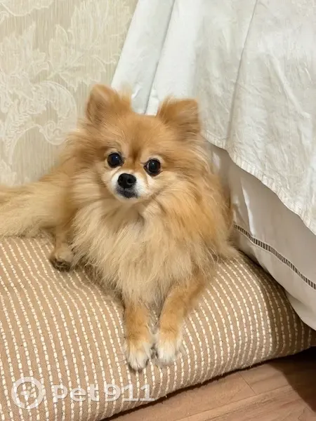 Cachorro encontrado Fêmea (brf002622) - photo