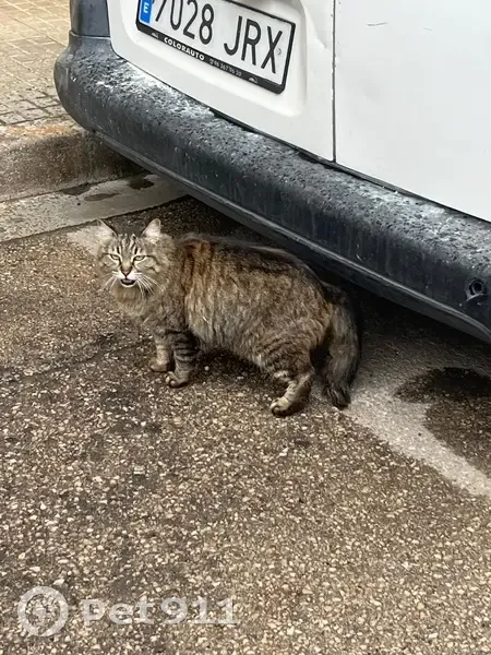 Encontrado gato, Plaça Antiga Moreria, Sagunto - con collar - photo