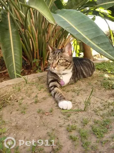 Lost female cat, Hope Road, Cape Town - Tabby with 3 legs - photo
