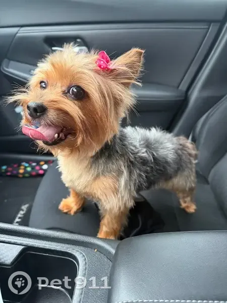 Lost female dog, Las Brisas Drive, 7607, Houston - Small, Black and Brown Yorkie - photo