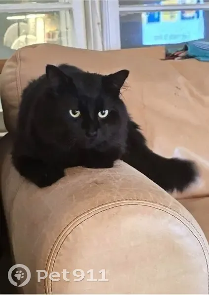 Lost male cat, South Lackman Road, Olathe - solid black - photo