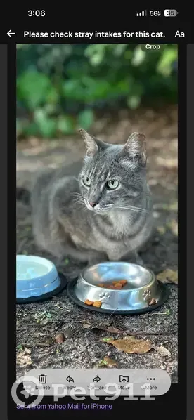 Lost female cat, Northeast 14th Avenue, Ocala - grey tabby with clipped left ear - photo