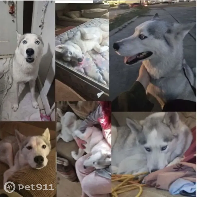 Lost male dog, South Washington Avenue, Cleveland - Siberian husky - photo