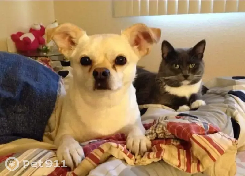 Lost male dog, Delton Avenue Northwest, Bemidji - noticeable skin tag - photo