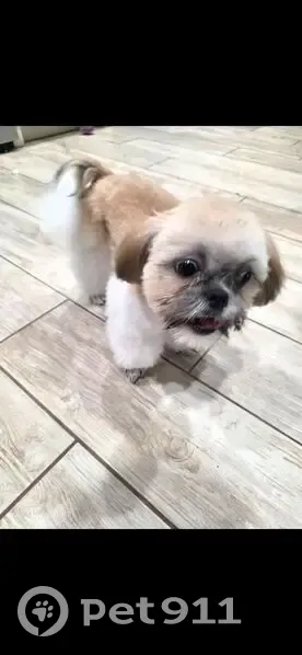 Lost Dog, Female, Santee Drive, Harlingen - small Shih Tzu with dark stripe - photo