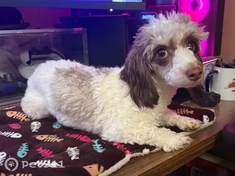 Lost female dog, Onslow Pines Road, Jacksonville - white with brown spots - photo