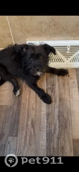 Lost Female Dog, Criterion Avenue, St. Louis - black with a white patch - photo