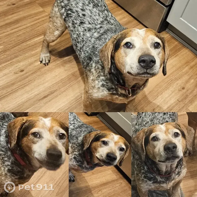 Lost male dog, Courtland Boulevard, Deltona - photo