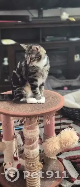 Lost female cat, Shortly Road, Georgetown - gray collar - photo