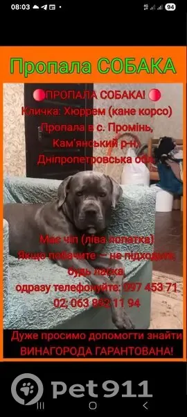 Зник собака жіночого роду, Зелена вулиця, Оленівка - серий окрас - photo