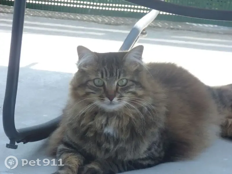 Chat perdu, Rue de l'Égalité, Saint-Michel - boite de la patte arrière gauche - photo