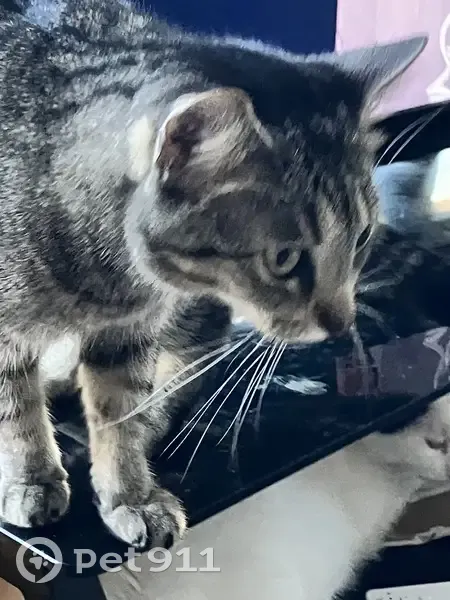 Lost male cat with grey coat, Mallow Street, New Port Richey - photo