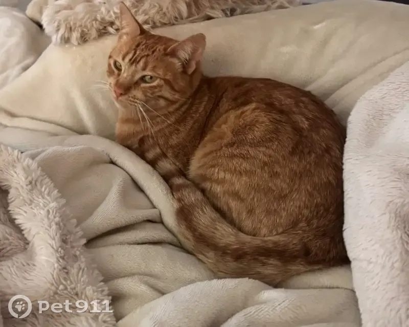 Perdido gato masculino, Ma-3220, Sant Joan, Manacor - pelirrojo con chip - photo