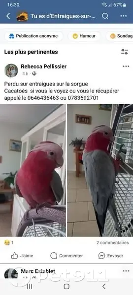Perdu oiseau homme, Route d'Avignon, Entraigues-sur-la-Sorgue - gris et rose - photo