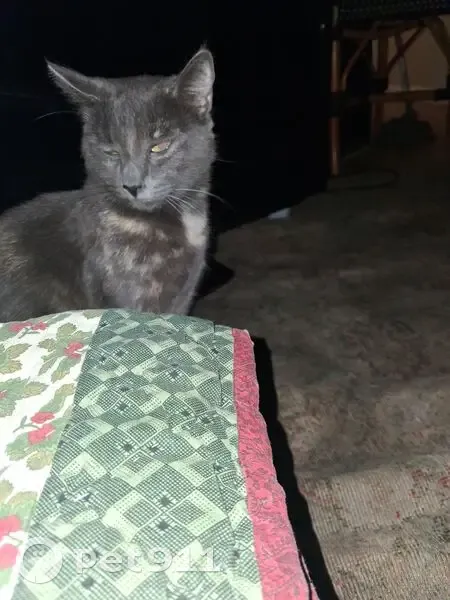 Lost female cat, 2nd Avenue, Redwood City - photo