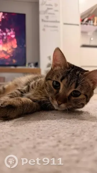 Perdido gato hembra, Calle Independencia 23, Móstoles, Madrid - photo