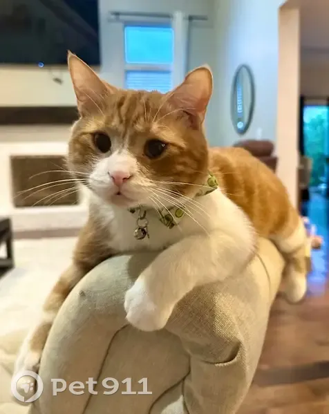 Lost male cat, Adwell Loop, Grove City - orange and white coat - photo