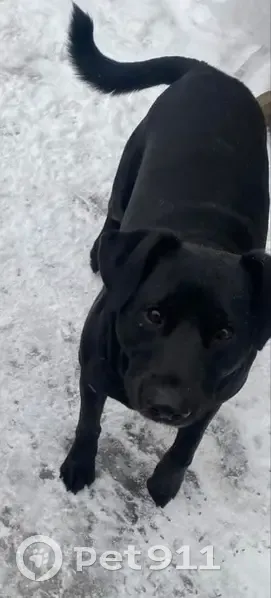 Зник собака чоловічий, вулиця Михайла Гришка, 4, Київ - чорного кольору, міцної статури - photo