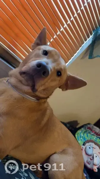 Lost female dog, Memphis - orange coat, responds to Clem - photo