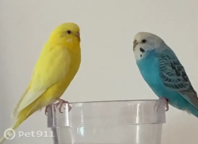 Lost female bird, North Coveview Terrace, Crystal River - yellow parakeet - photo