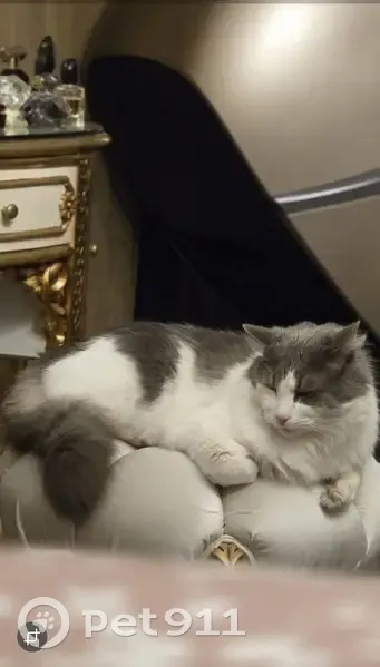 Lost male cat, Olympic Parade, 40, Melbourne - ragdoll named Smokey - photo